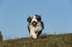 running Old English Sheepdog