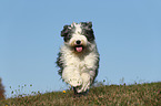 running Old English Sheepdog