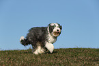 running Old English Sheepdog