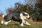 running Old English Sheepdog