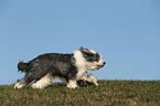 running Old English Sheepdog