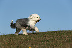 running Old English Sheepdog