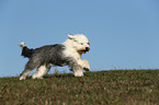 running Old English Sheepdog