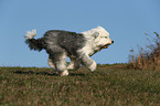 running Old English Sheepdog