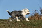 running Old English Sheepdog