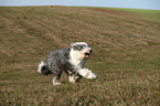 running Old English Sheepdog