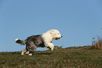 running Old English Sheepdog