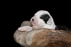 lying Old English Sheepdog Puppy