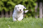 running Old English Sheepdog Puppy