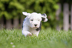 running Old English Sheepdog Puppy