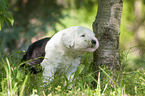 standing  Old English Sheepdog Puppy