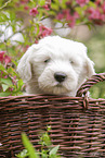 Old English Sheepdog Puppy portrait