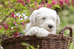 Old English Sheepdog Puppy in the basket