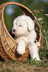 Old English Sheepdog Puppy in the basket