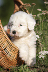 Old English Sheepdog Puppy in the basket