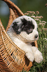 Old English Sheepdog Puppy in the basket