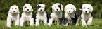 standing Old English Sheepdog Puppy