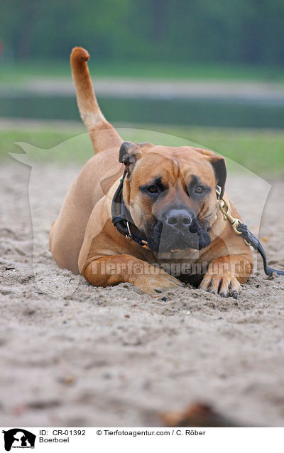 Boerboel / Boerboel / CR-01392