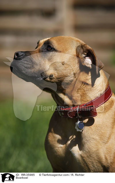 Boerboel / Boerboel / RR-35985