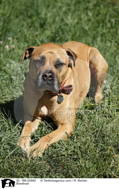 Boerboel / RR-35992