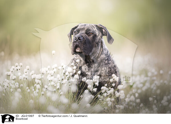 Boerboel / Boerboel / JQ-01997