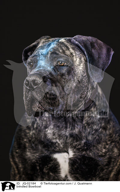 gestromter Boerboel / brindled Boerboel / JQ-02184