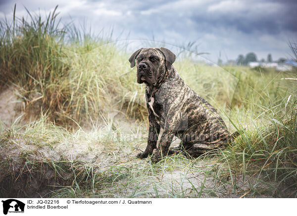 gestromter Boerboel / brindled Boerboel / JQ-02216