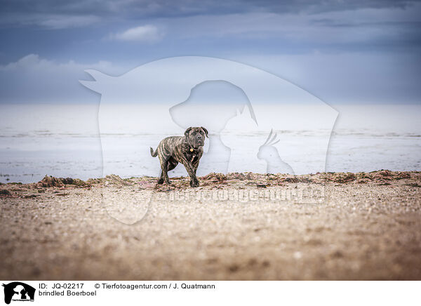 gestromter Boerboel / brindled Boerboel / JQ-02217