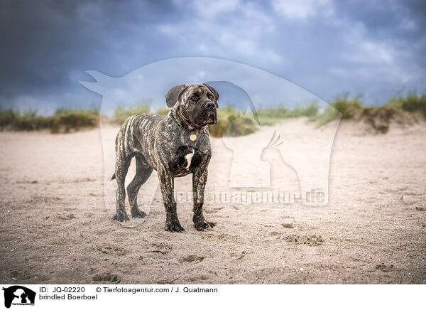 gestromter Boerboel / brindled Boerboel / JQ-02220