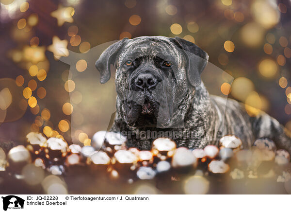 gestromter Boerboel / brindled Boerboel / JQ-02228