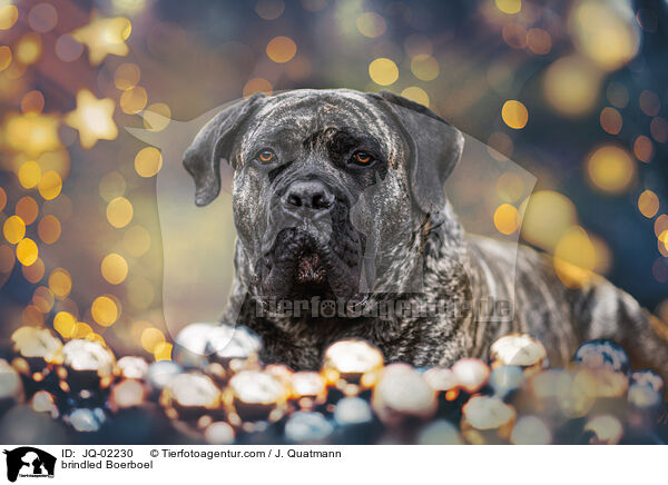 gestromter Boerboel / brindled Boerboel / JQ-02230