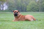 Boerboel