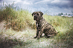 brindled Boerboel