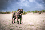 brindled Boerboel