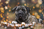 brindled Boerboel