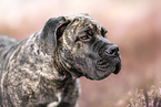 brindled Boerboel