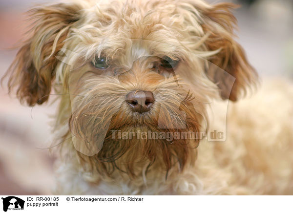 Bolonka Zwetna Welpe Portrait / puppy portrait / RR-00185