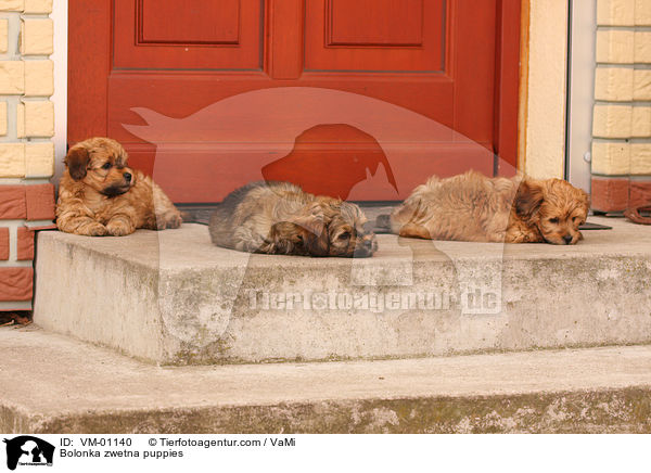 Bolonka zwetna Welpen / Bolonka zwetna puppies / VM-01140