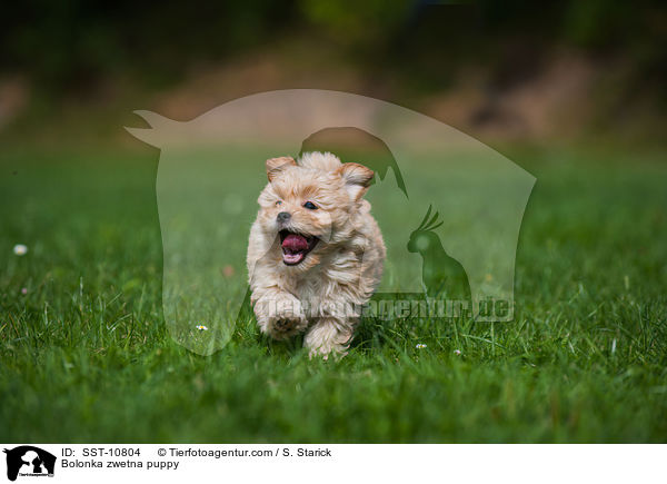 Bolonka zwetna Welpe / Bolonka zwetna puppy / SST-10804