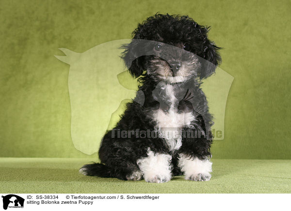 sitzender Bolonka zwetna Welpe / sitting Bolonka zwetna Puppy / SS-38334