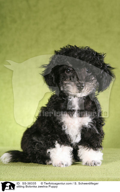 sitzender Bolonka zwetna Welpe / sitting Bolonka zwetna Puppy / SS-38335