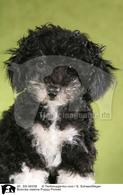 Bolonka zwetna Welpe Portrait / Bolonka zwetna Puppy Portrait / SS-38336