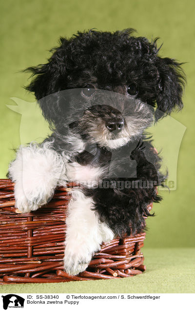 Bolonka zwetna Welpe / Bolonka zwetna Puppy / SS-38340