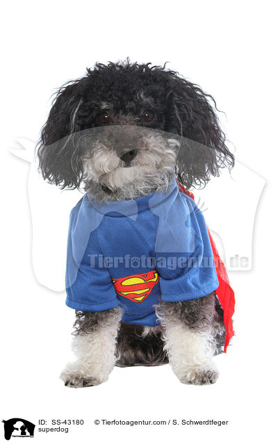 superdog / SS-43180