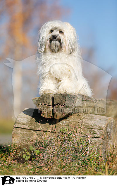 sitzender Bolonka Zwetna / sitting Bolonka Zwetna / RR-97560