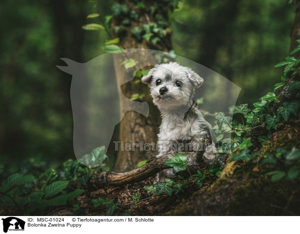 Bolonka Zwetna Welpe / Bolonka Zwetna Puppy / MSC-01024