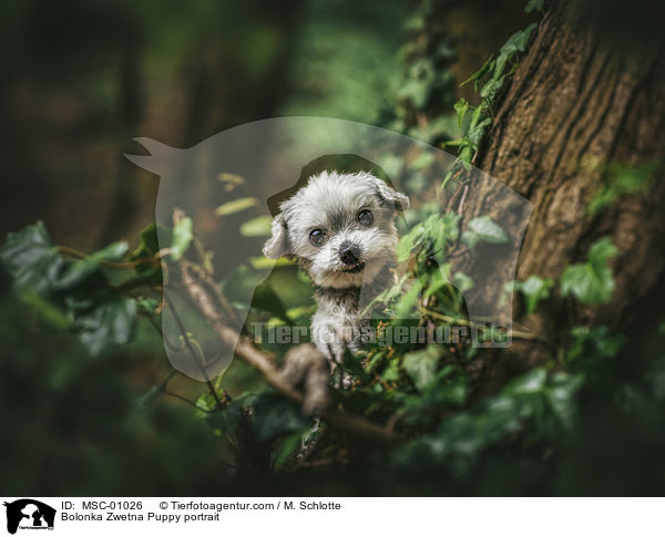 Bolonka Zwetna Welpe Portrait / Bolonka Zwetna Puppy portrait / MSC-01026