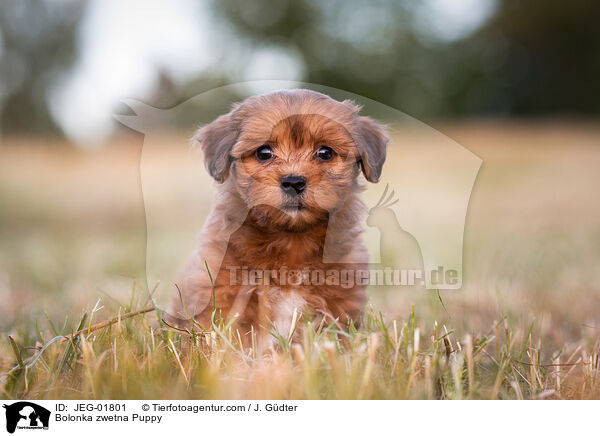 Bolonka zwetna Welpe / Bolonka zwetna Puppy / JEG-01801