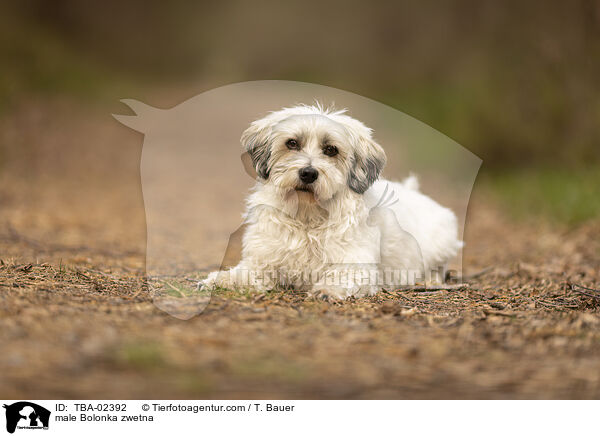 Bolonka zwetna Rde / male Bolonka zwetna / TBA-02392