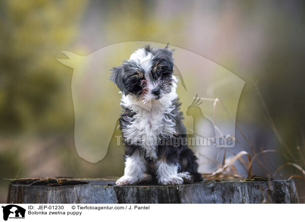 Bolonka zwetna Welpe / Bolonka zwetna puppy / JEP-01230